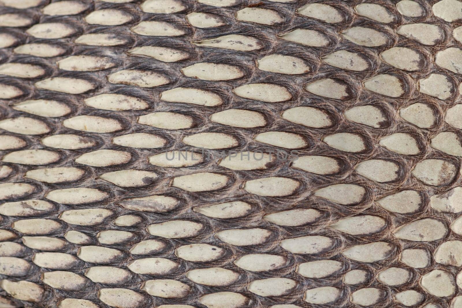 Detail of snake skin belt. A close up of a belt of the most venomous snake King cobra on Bali island in Indonesia. Product from leather workshop. Tanned skin of Ophiophagus hannah. Macrophotography.