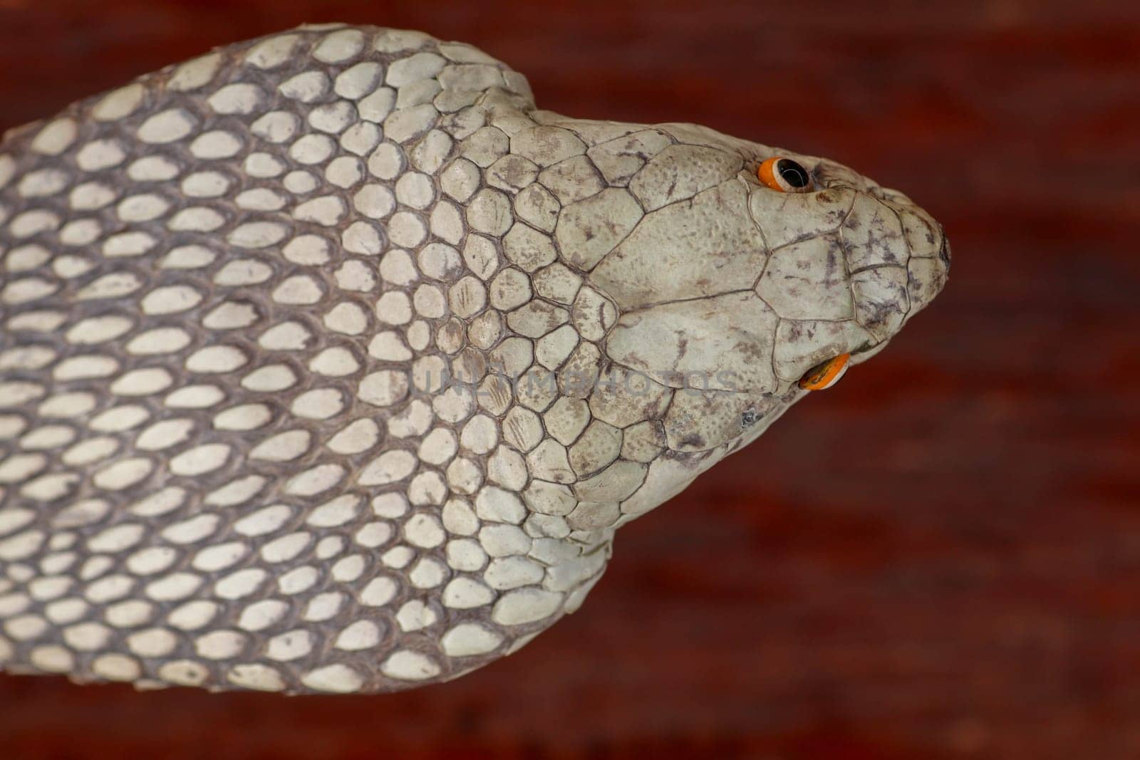 A close up head of a King Cobra. Tanned skin of Ophiophagus hannah. Belt of the most venomous snake on Bali island in Indonesia. Product from leather workshop.