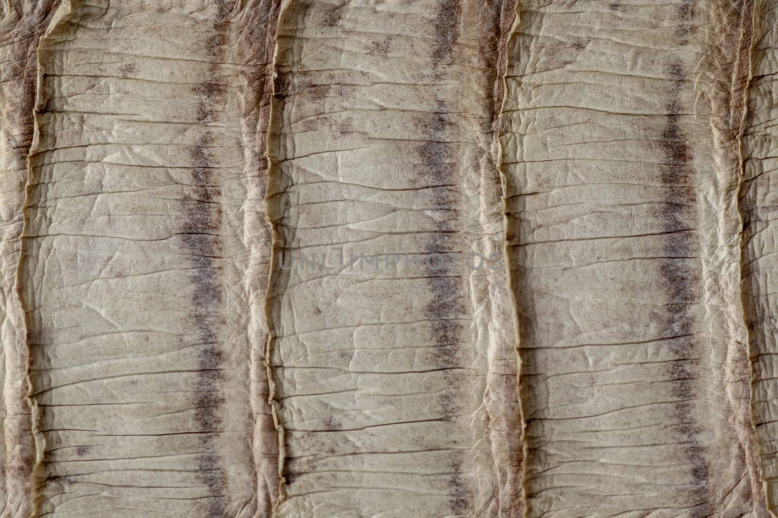 Detail of snake skin belt. A close up of a belt of the most venomous snake King cobra on Bali island in Indonesia. Product from leather workshop. Tanned skin of Ophiophagus hannah. Macrophotography.