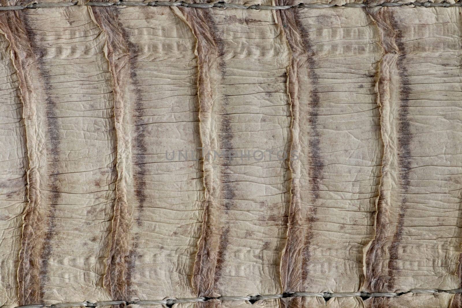 Detail of snake skin belt. A close up of a belt of the most venomous snake King cobra on Bali island in Indonesia. Product from leather workshop. Tanned skin of Ophiophagus hannah. Macrophotography.