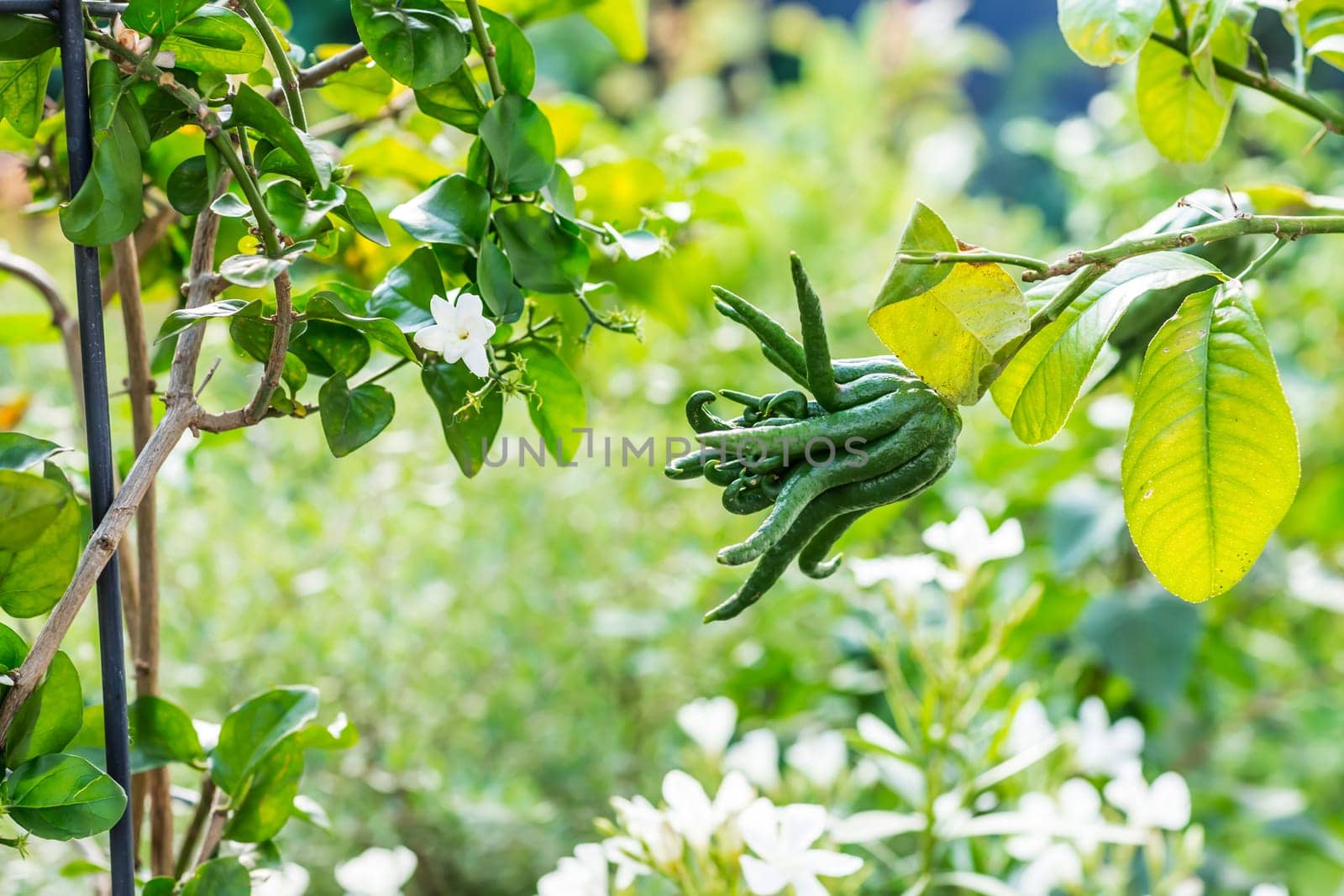 Buddha's hand fruit on the tree in the garden. Citrus medica. Fingered citron fruit from Asia