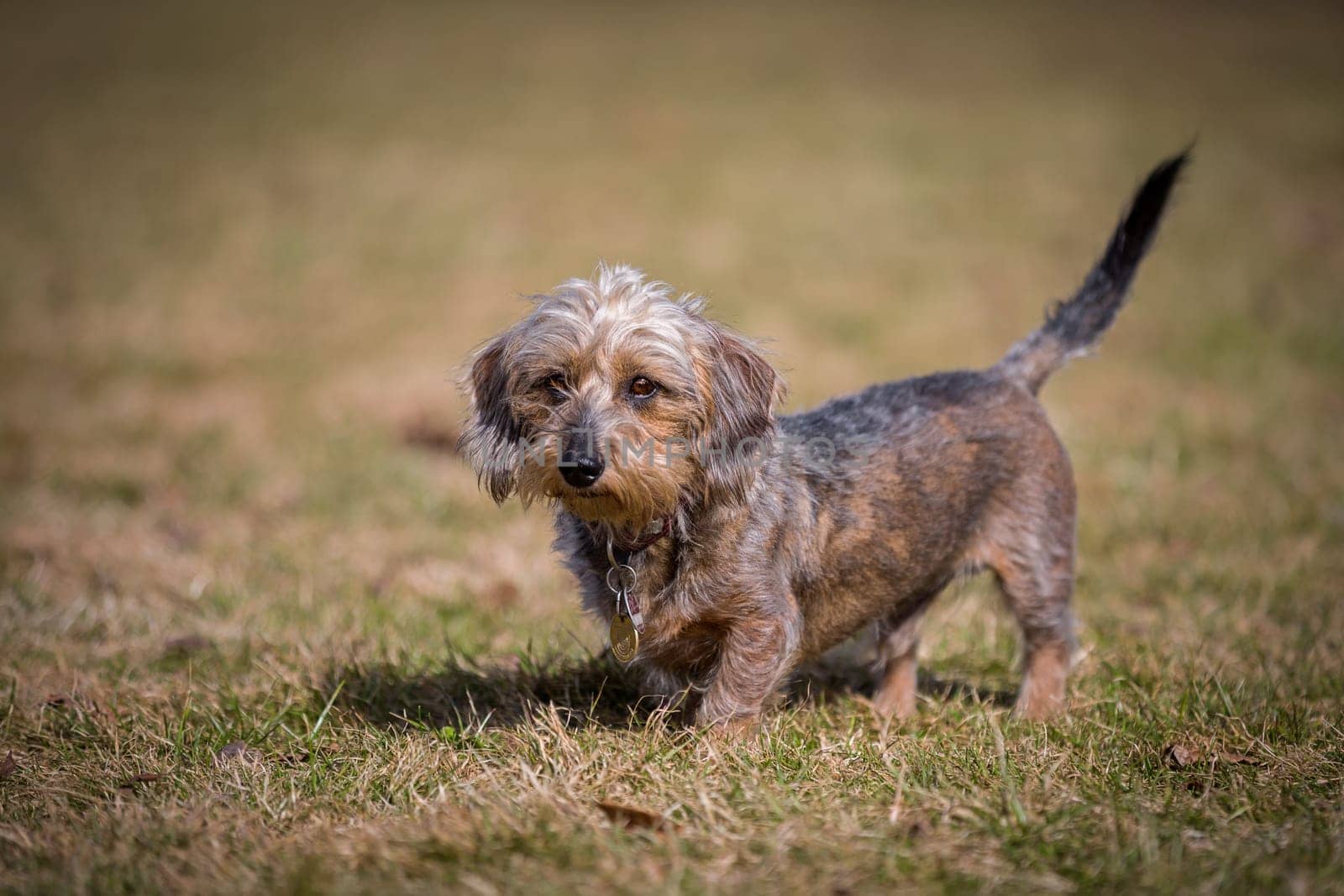 Little rough-haired dwarf dachshund stands in a meadow and looks easily past the photographer.