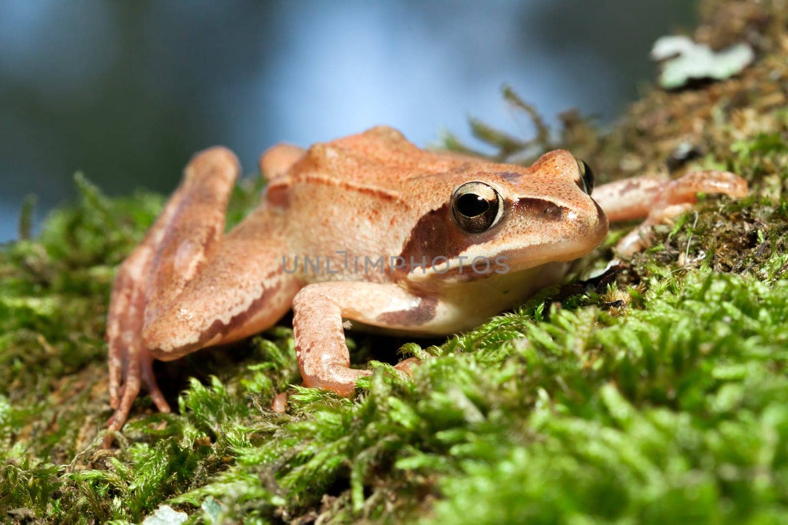 Rana Temporaria - Brown Frog on Green Moss
