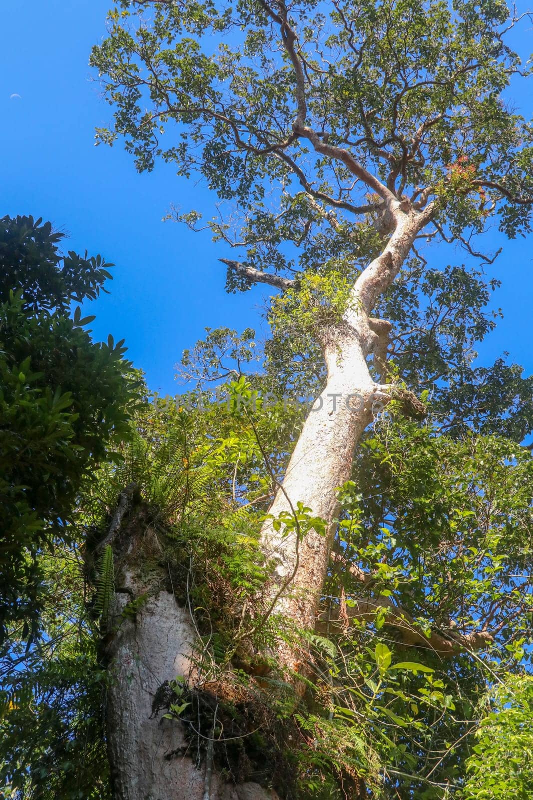 Huge tropical tree with parasitic plants on its trunk in Hindu temple at foot of Batukaru Mountain on Bali. Lianas and ferns grow on a tree trunk. The sun's rays illustrate the natural scenery.