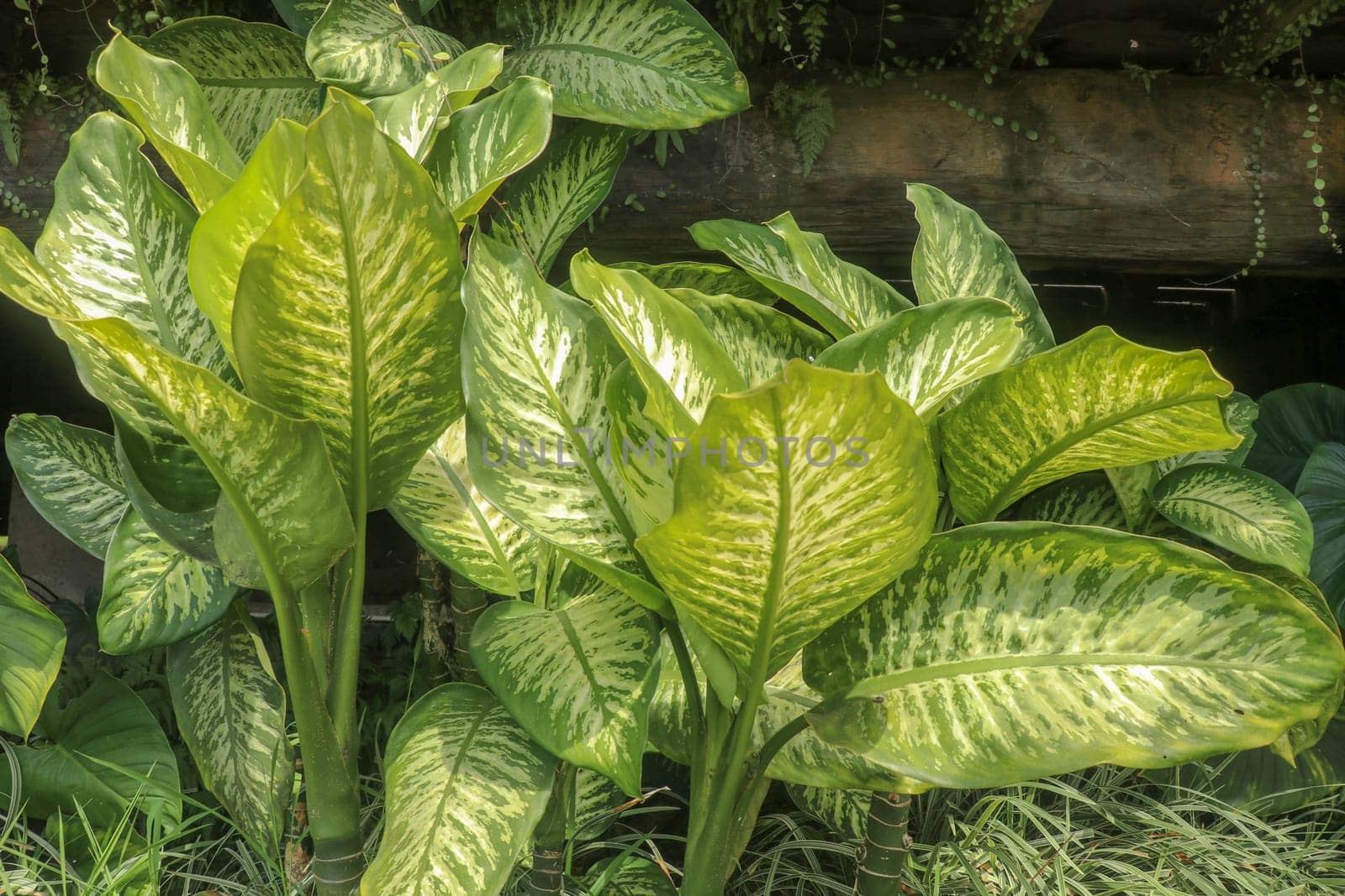 Tropical plant Dieffenbachia growing wild in the garden. Green plant in the garden. Fresh Green and White Leaf Background. Lush vegetation in the mountains on Bali island.