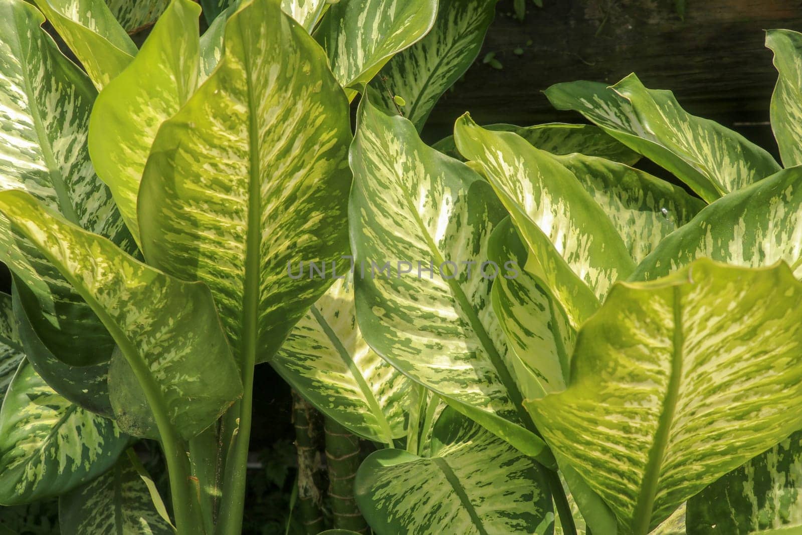 Tropical plant Dieffenbachia growing wild in the garden. Green plant in the garden. Fresh Green and White Leaf Background. Lush vegetation in the mountains on Bali island.