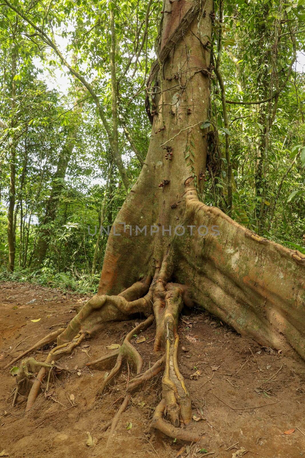 Ficus variegata is a well-distributed species of tropical fig tree. Massive tree trunk Rred Stem Fig with an abstract shape of strong roots that rise above ground level. Green Fruited Fig, Varieg Fig.