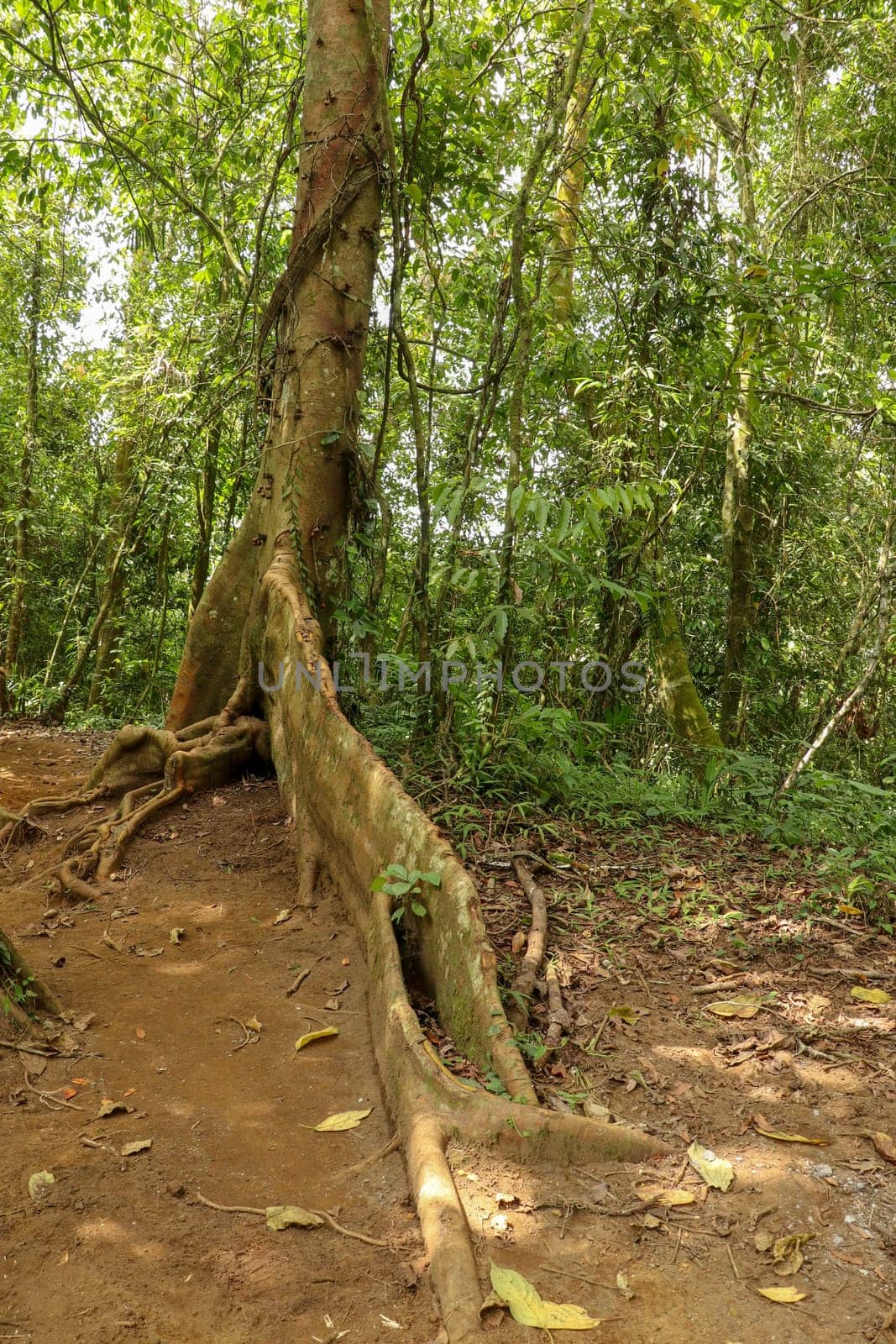 Ficus variegata is a well-distributed species of tropical fig tree. Massive tree trunk Rred Stem Fig with an abstract shape of strong roots that rise above ground level. Green Fruited Fig, Varieg Fig.