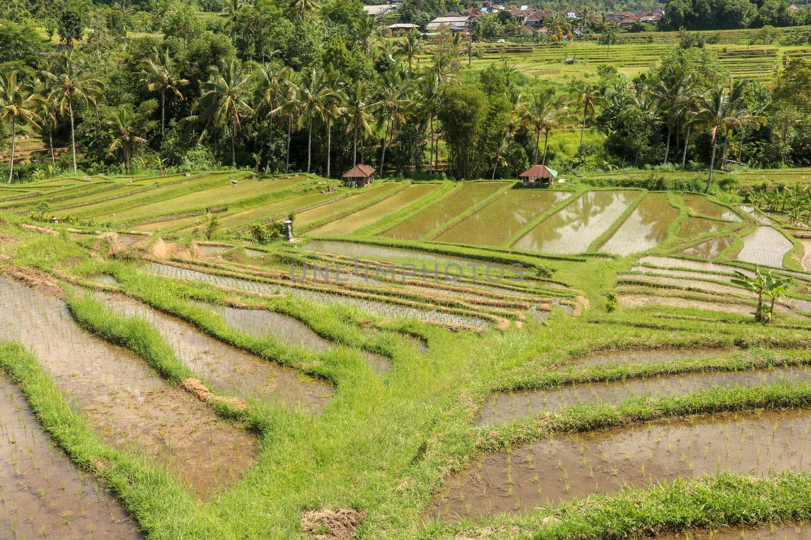 Field with young rice seedlings drenched with water. Green rice fields on Bali island, near Ubud, Asia. Rice terraces of Jatiluwih, Bali, Indonesia - one of the UNESCO world heritage sites.