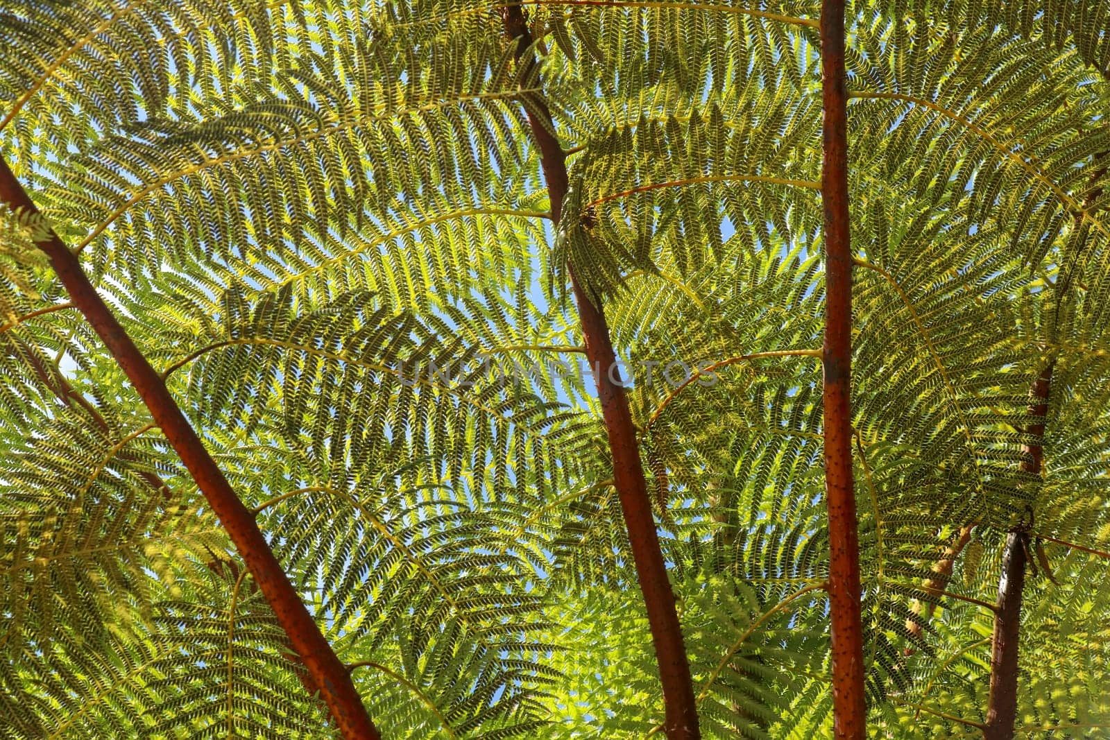 Crown of tropical tree Cyathea Arborea. Close up of branches of West Indian treefern. The surface of the Helecho Gigante strain is hard with a soft, white core Vernacular Spanish or Palo Camarón.