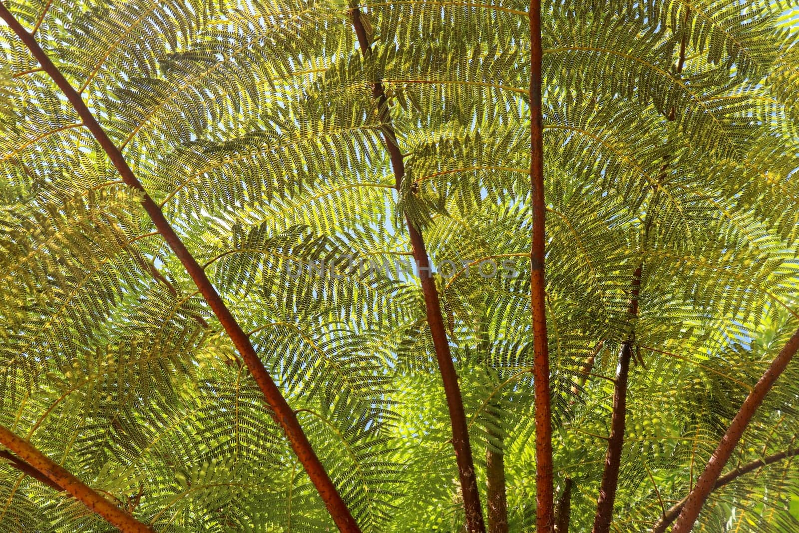 Crown of tropical tree Cyathea Arborea. Close up of branches of West Indian treefern. The surface of the Helecho Gigante strain is hard with a soft, white core Vernacular Spanish or Palo Camarón.