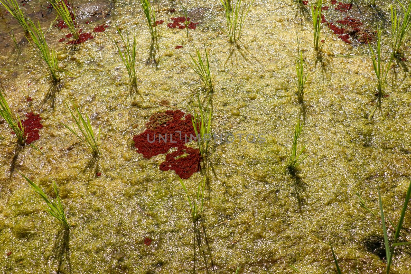 Close up of young rice seedlings planted in wet soil. Rice field flooded with water. Green rice fields on Bali island. Rice terraces of Jatiluwih, Bali, Indonesia - one of the UNESCO world heritage sites.