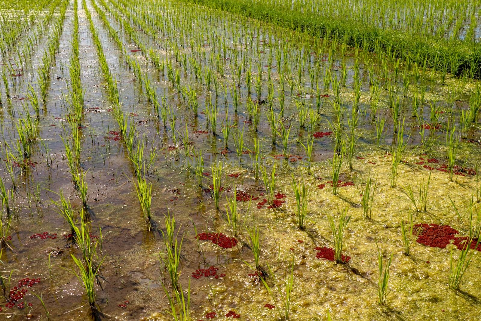 Close up of young rice seedlings planted in wet soil. Rice field flooded with water. Green rice fields on Bali island. Rice terraces of Jatiluwih, Bali, Indonesia - one of the UNESCO world heritage sites.