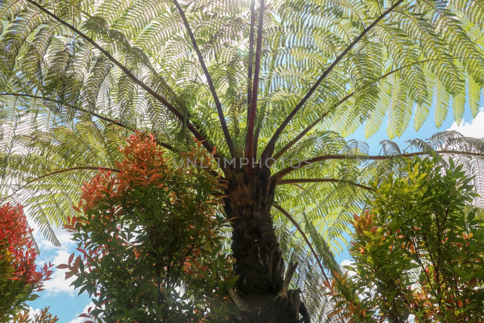 The midday sun shines through the crown of the tropical tree Cyathea Arborea. Sun rays pass through the branches of West Indian treefern, Vernacular Spanish, Helecho Gigante or Palo Camarón.