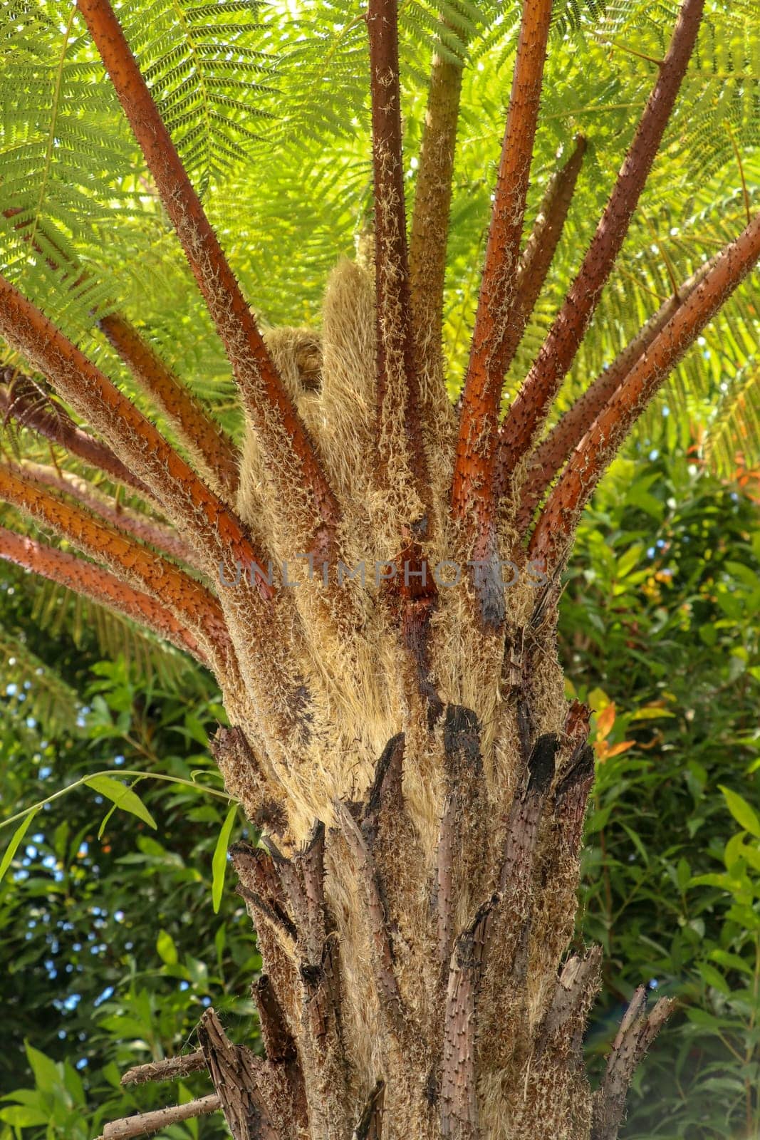 Crown of tropical tree Cyathea Arborea. Close up of branches of West Indian treefern. The surface of the Helecho Gigante strain is hard with a soft, white core Vernacular Spanish or Palo Camarón.