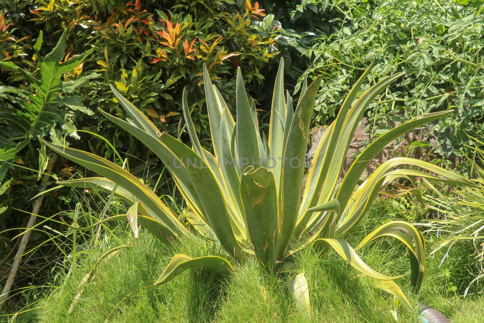 Natural texture of Agave americana or American aloe. Agave americana, sentry plant, maguey, or American aloe, is a species of flowering plant in the family Agavaceae. Century plant - succulent plant.