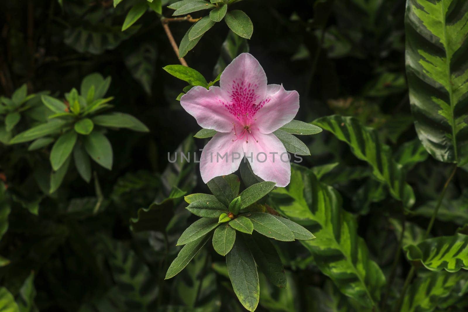 Close up shot of pink Rhododendron Simsii flower blossom in Bali, Indonesia. Spring flowers series, pink Azalea flowers. Blossoming plant of Rhododendron simsii. Natural background.