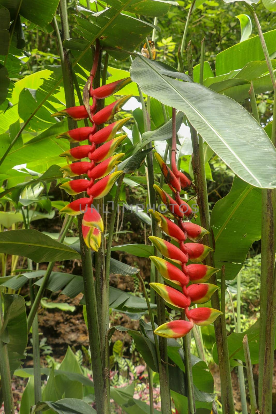 Close up of Heliconia rostrata flowers in yellow and red color hanging own from the plant in jungle in Bali. Lobster Claw Heliconia. Toucan Beak with red flowers with green tip.