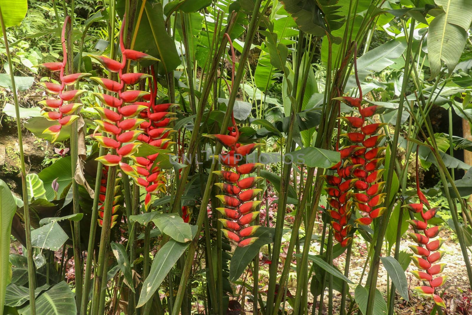 Bunches with red flowers with green tip, from the Heliconia Rostrata plant. Bright Heliconia Rostrata or Lobster Claw flower hanging in Bali Island. Toucan Beak free in the nature growing flowers.