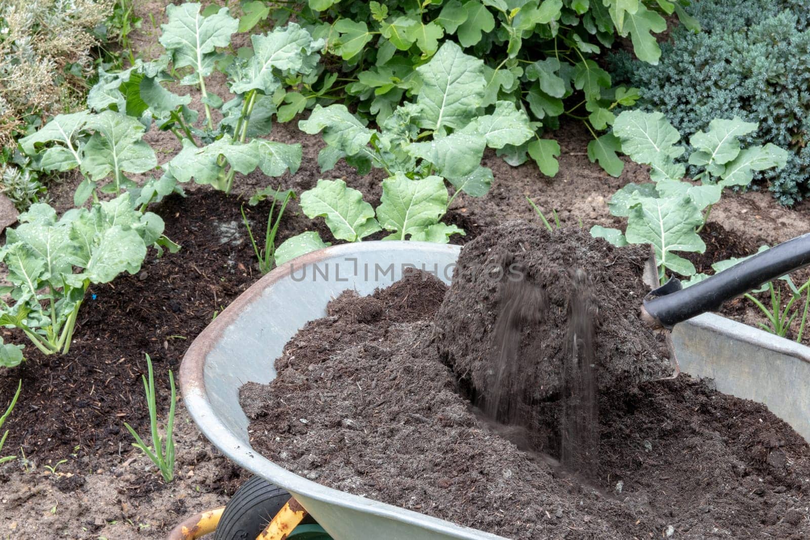 Fertilizing broccoli plants. A gardener mixes humus-rich compost soil with mineral primary rock flour consisting exclusively of diabase or basalt. Minerals to protect the plants against diseases and pests.