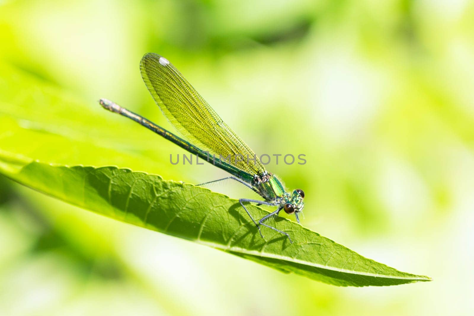 The dragonfly damselfly insect is on green leaf on green background in nature.