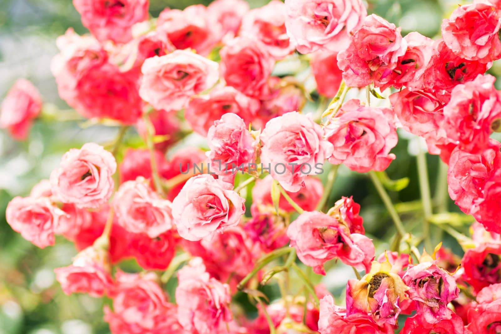 Red rose bush with little wet flower heads.