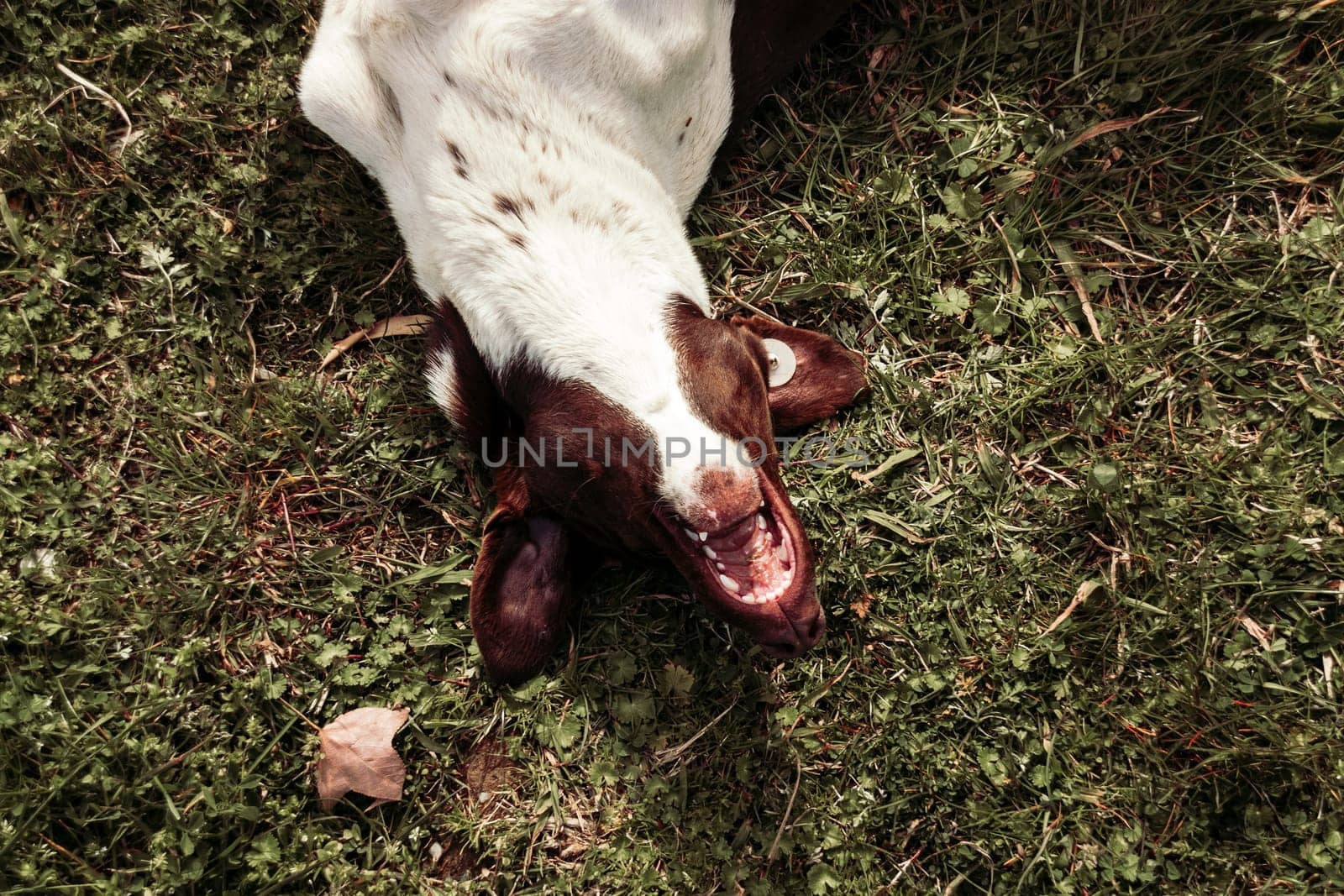 Homeless dog having fun on the grass