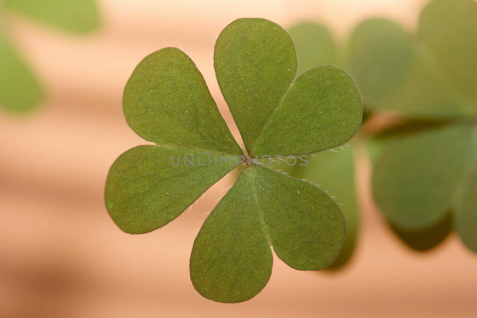 A three-leafed clover, background out of focus.