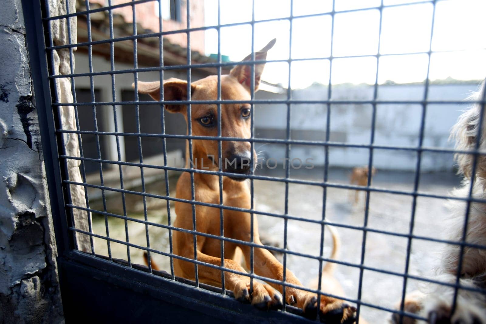 salvador, bahia / brazil - july 18, 2018: Dogs are seen next to the grid of the shelter Sao Francisco de Assis, in the neighborhood of Paripe in Salvador.