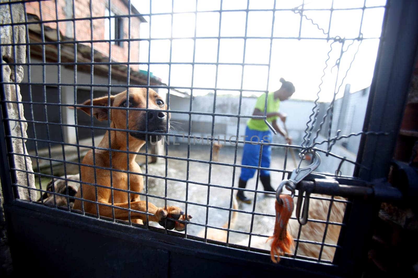 salvador, bahia / brazil - july 18, 2018: Dogs are seen next to the grid of the shelter Sao Francisco de Assis, in the neighborhood of Paripe in Salvador.