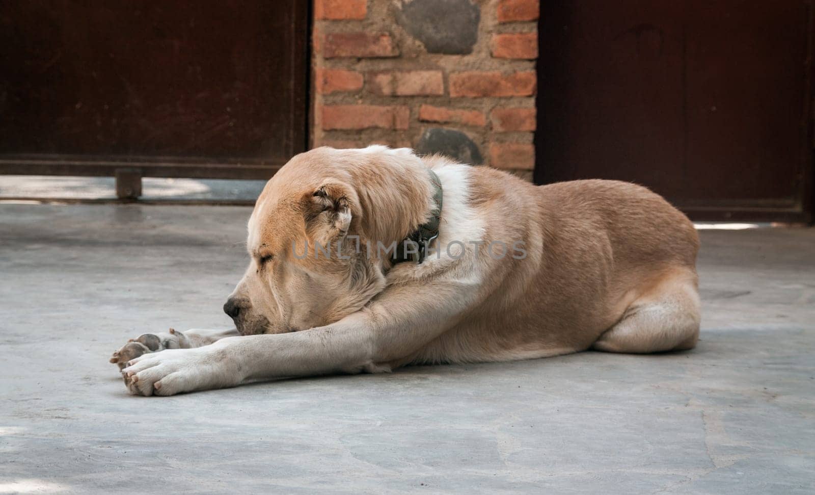 Central Asian Shepherd Dog. Alabai portrait