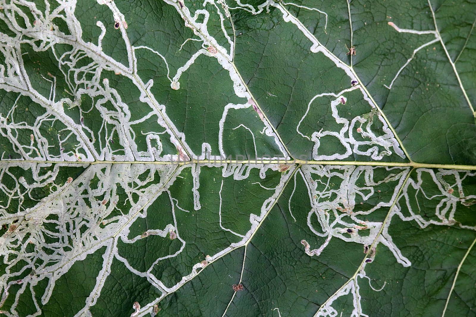 Leaf miners of the leaf miner fly Phytomyza lappae on the leaf of the burdock Arctium lappa