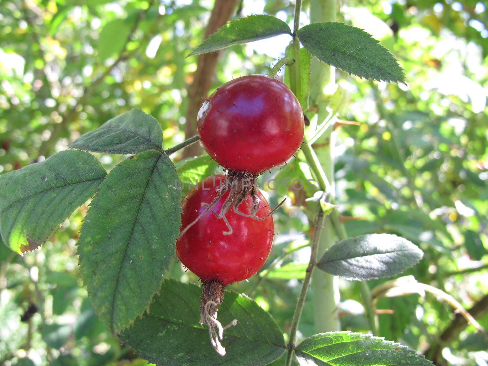 Apple rose with plant pests, Rosa villosa, a dogrose shrub with rosehips