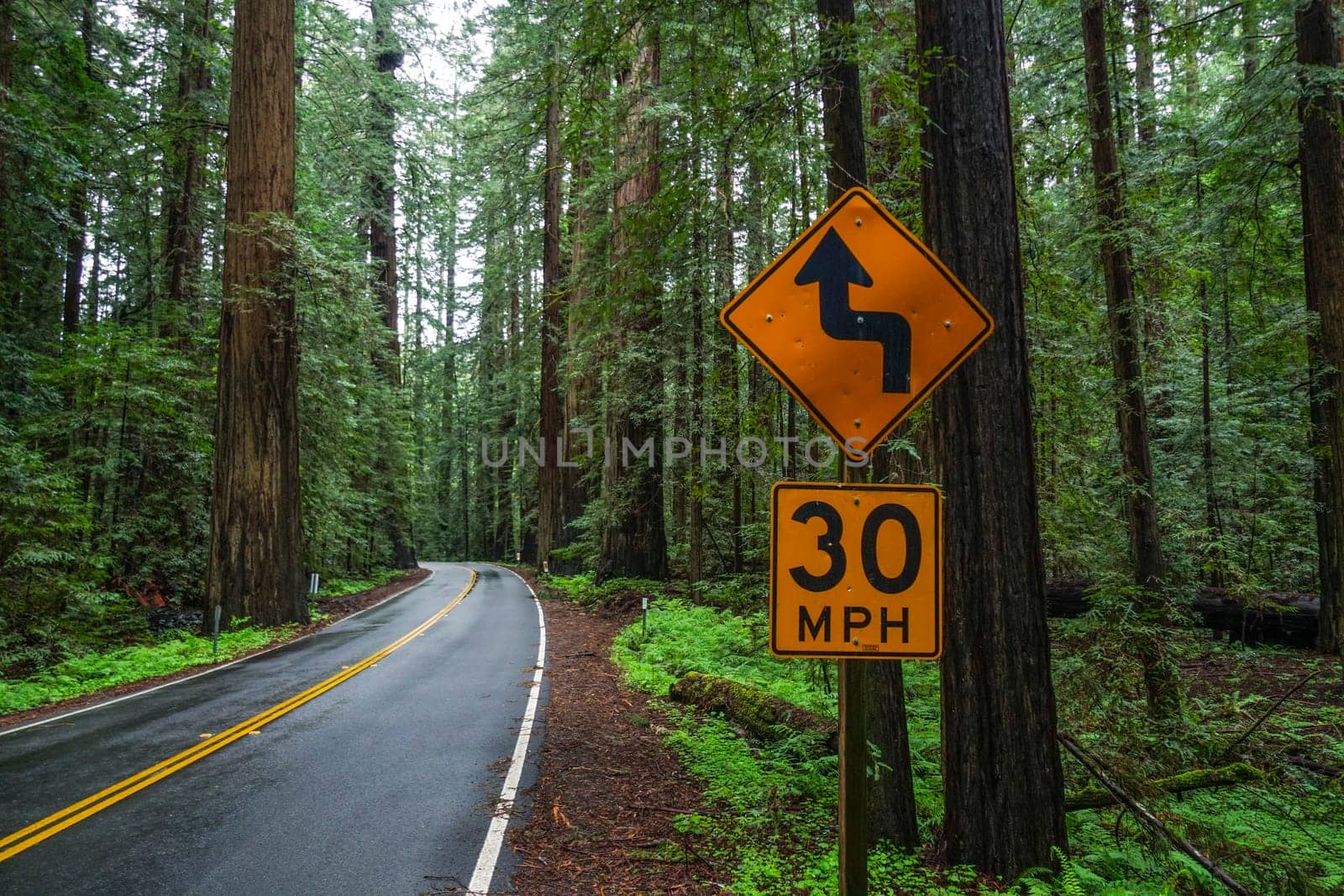 Beautiful street through the Redwood Forest