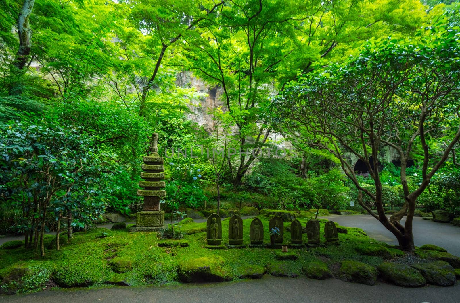 Bamboo Forest in Japan - a wonderful place for recreation
