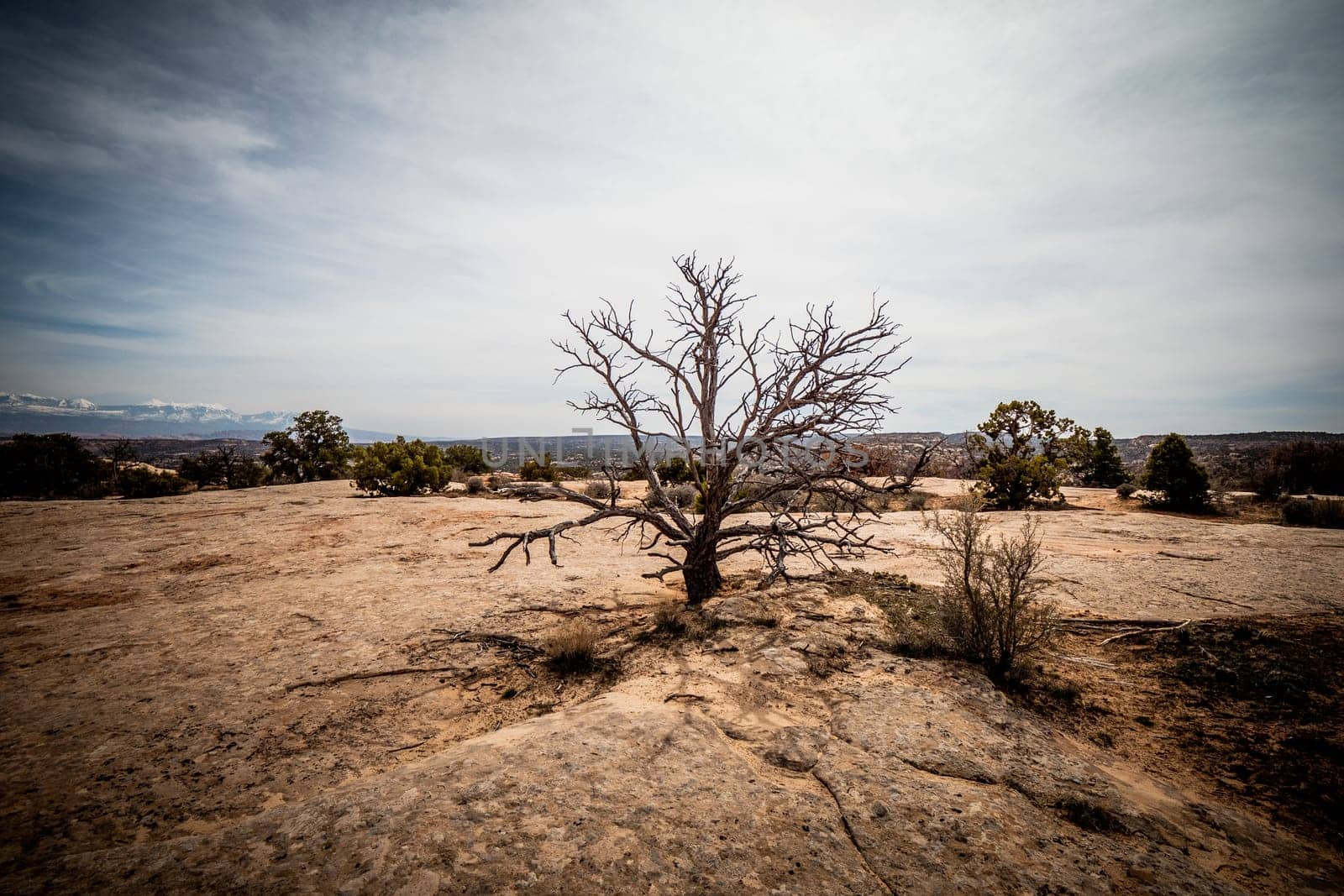 Amazing landscape and vegetation in the desert of Utah - travel photography