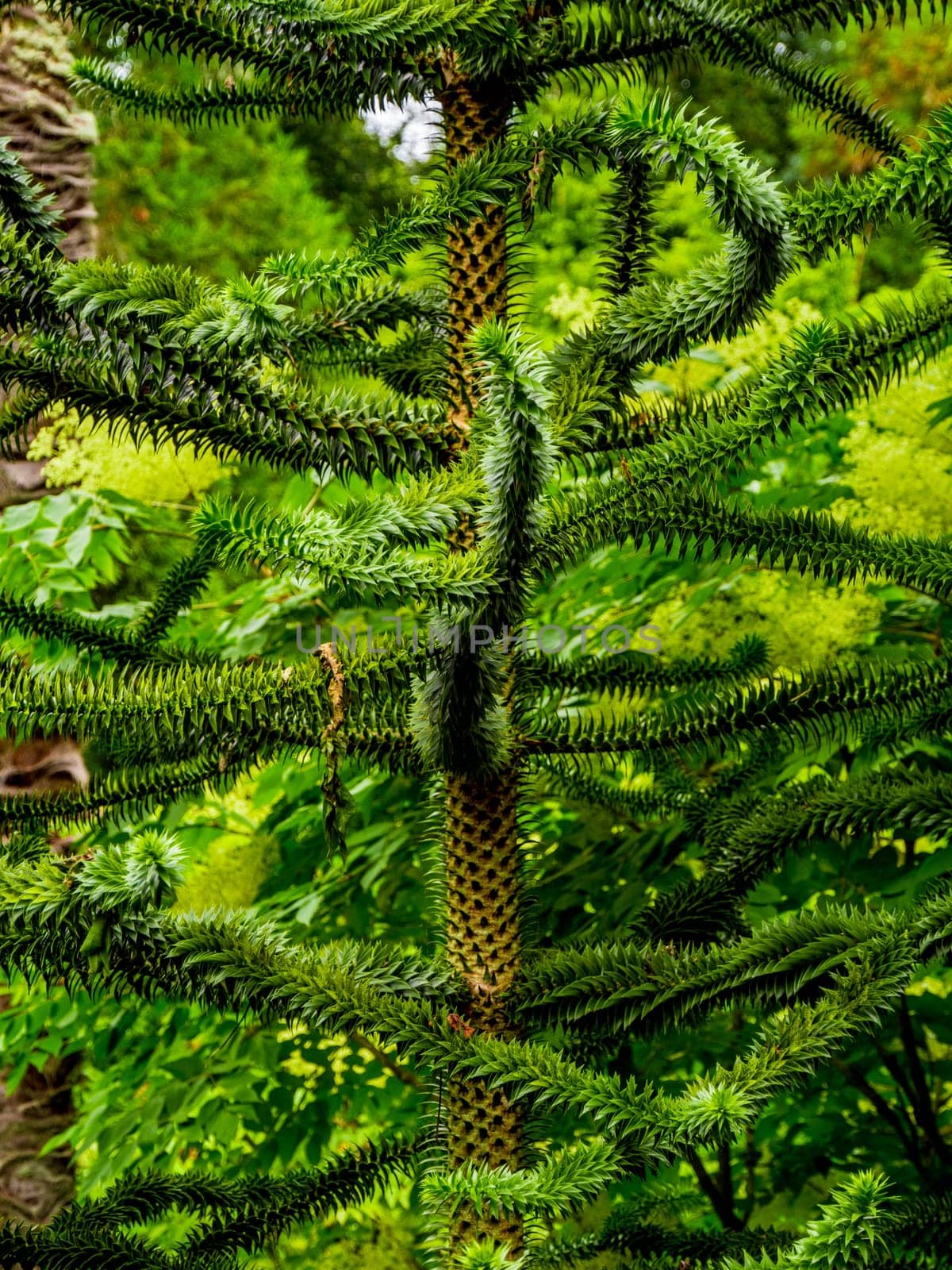 Amazing vegetation in a jungle forest