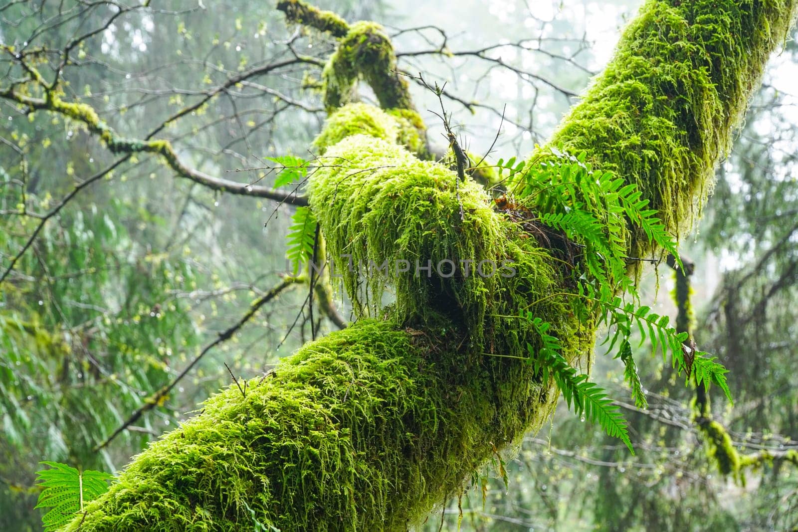 Beautiful green nature - mossy trees in the woods