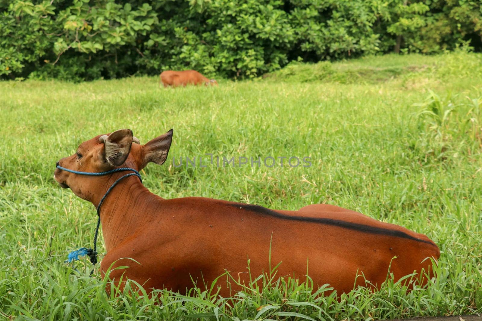 Brown cow lies in a green field with tall grass. Young heifer looks into the camera lens. Beef cattle tied with blue rope. Cow with pure soft hair grazes in a meadow with grass. Bali Island, Indonesia.