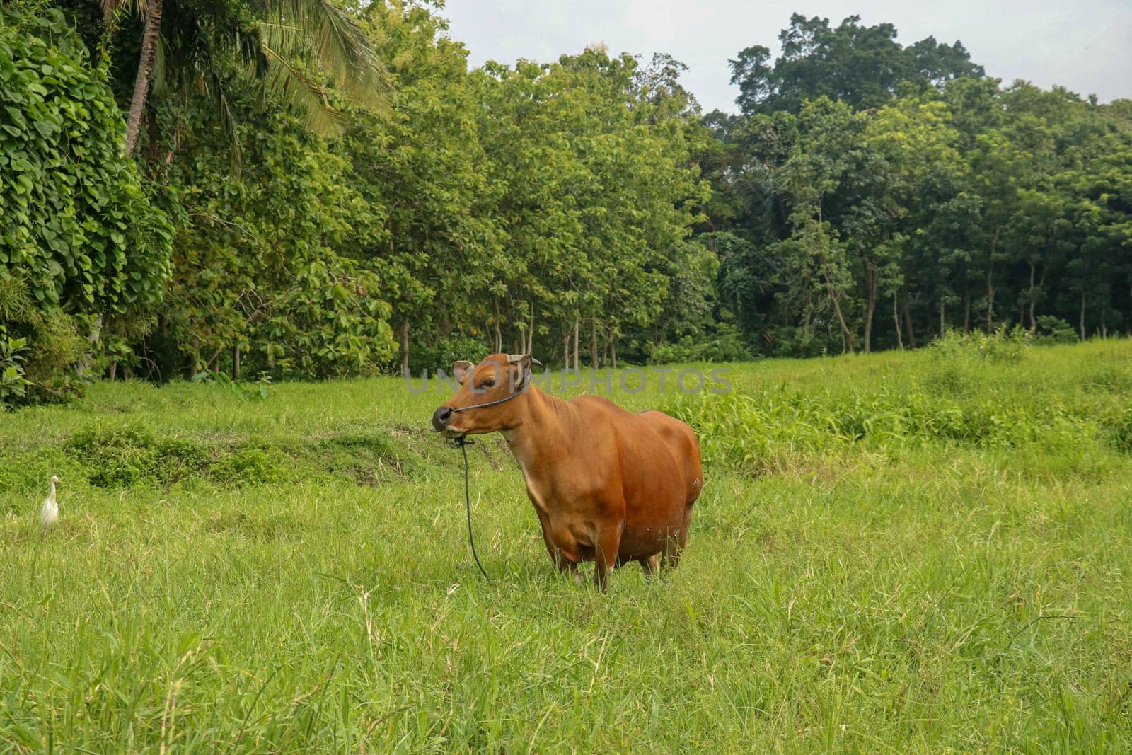 Brown cow standing in green field with tall grass. Adult heifer looks into the camera lens. Beef cattle tied with blue rope. A grazed cow grazes in a meadow with grass. Bali Island, Indonesia.