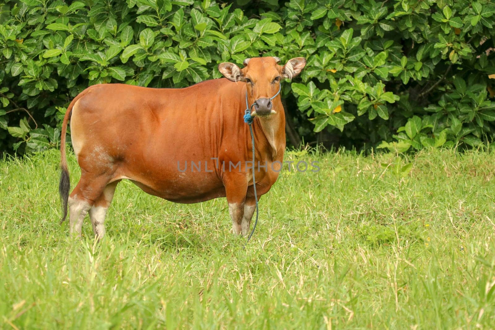 Brown cow standing in green field with tall grass. Adult heifer looks into the camera lens. Beef cattle tied with blue rope. A grazed cow grazes in a meadow with grass. Bali Island, Indonesia.