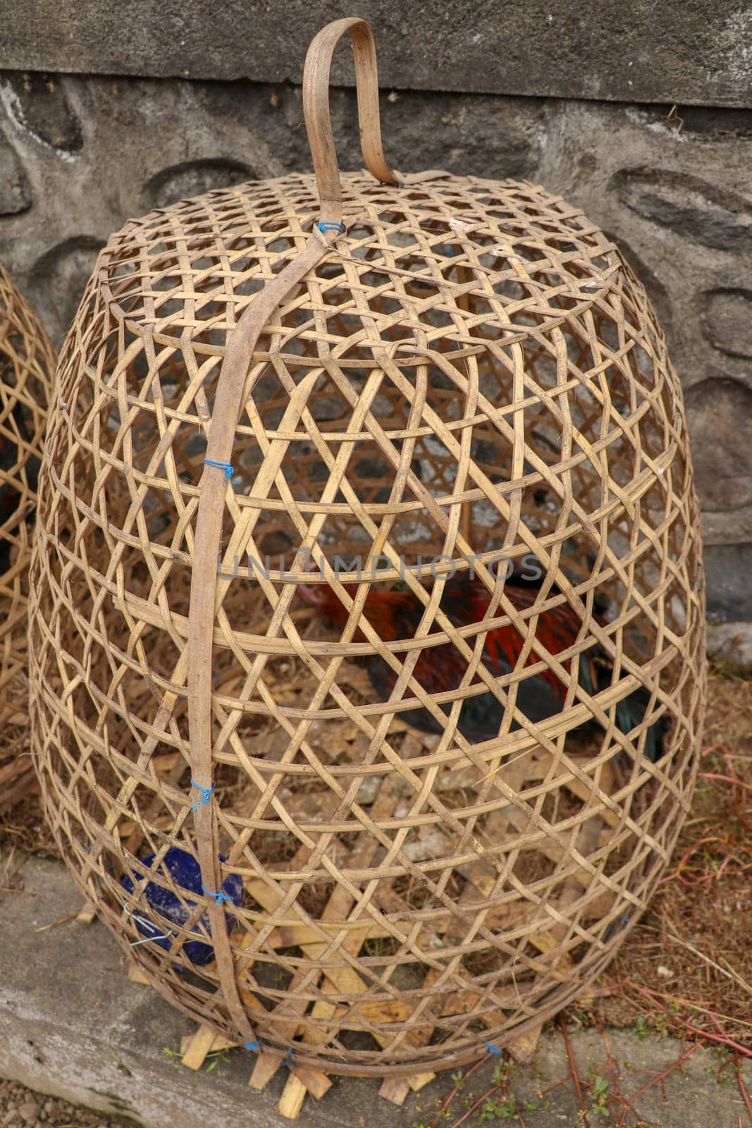 Brown fighting cock in wicker basket made of bamboo. Adept to win or die in a duel with his opponent. Cockfighting is traditional gambling entertainment on the island of Bali. Popular illegal gambling