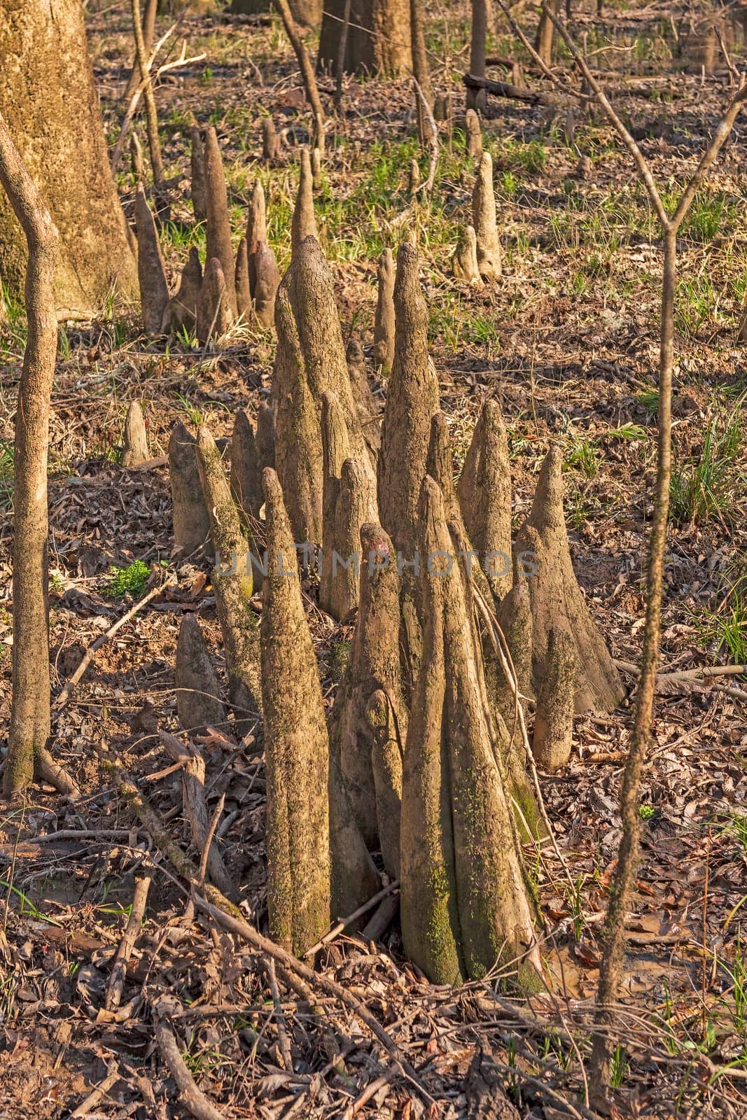 Cypress Knees in the Dry Season in Congaree National Park in South Carolina