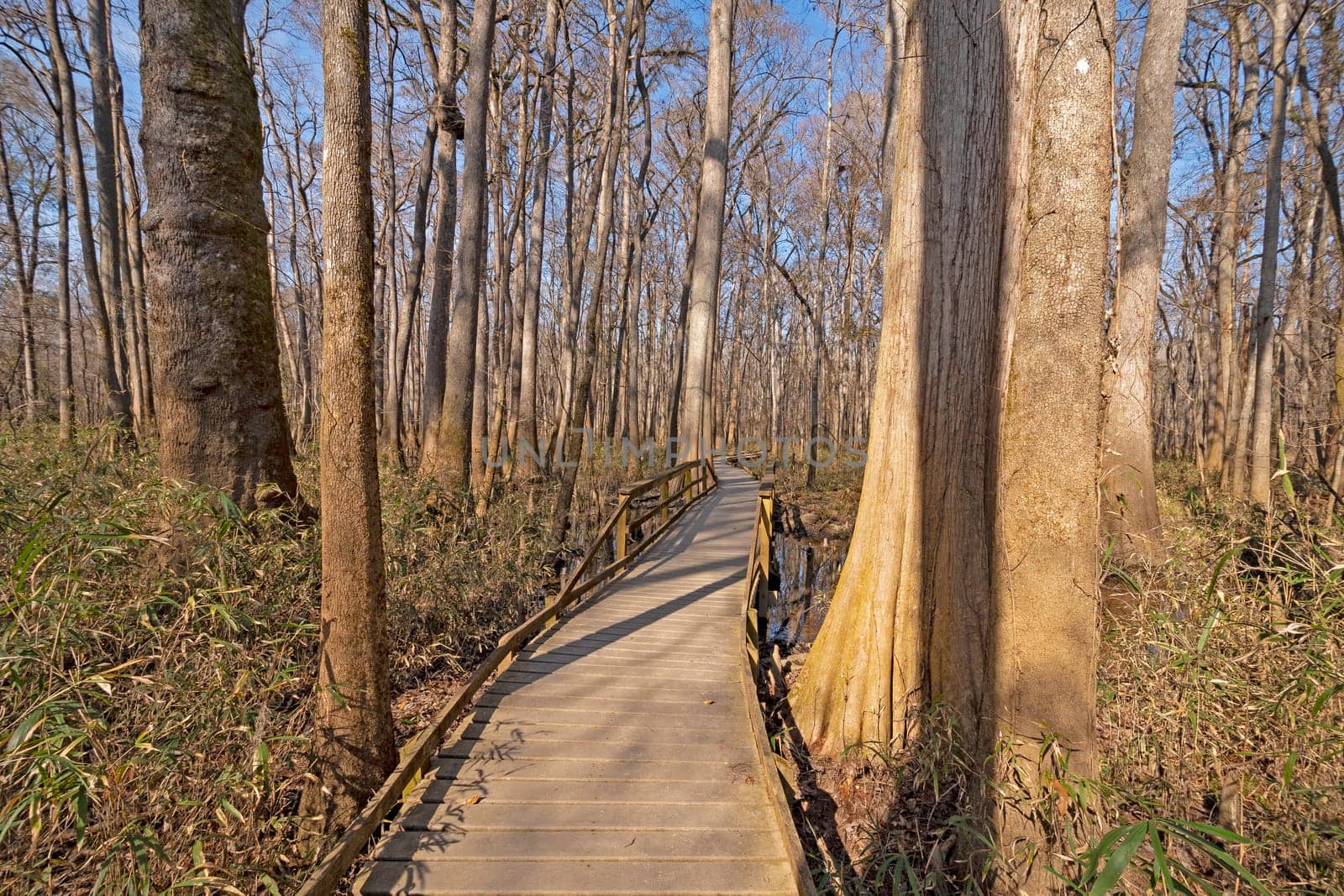 Boardwalk through a Bottomland forest in Congaree National Park in South Carolina