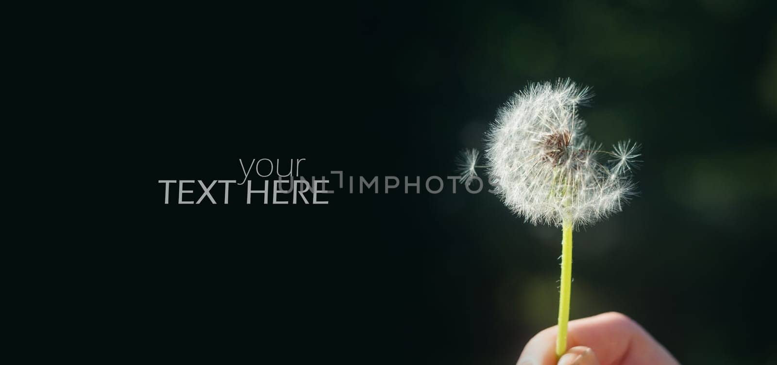 details of the dandelion in spring time with copy space