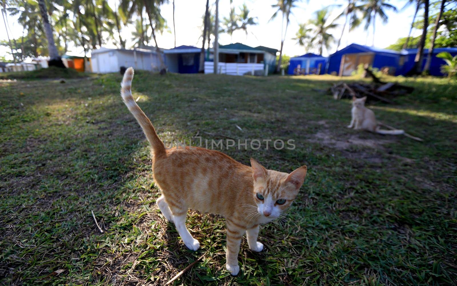 salvador, bahia / brazil - september 22, 2015: a cat is seen on the Camping ground in the Itapua neighborhood in the city of Salvador.