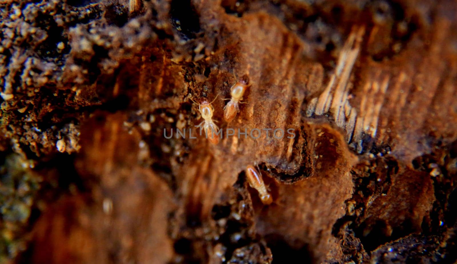 salvador, bahia / brazil - september 21, 2015: termites are seen in a wood colony in the city of Salvador.