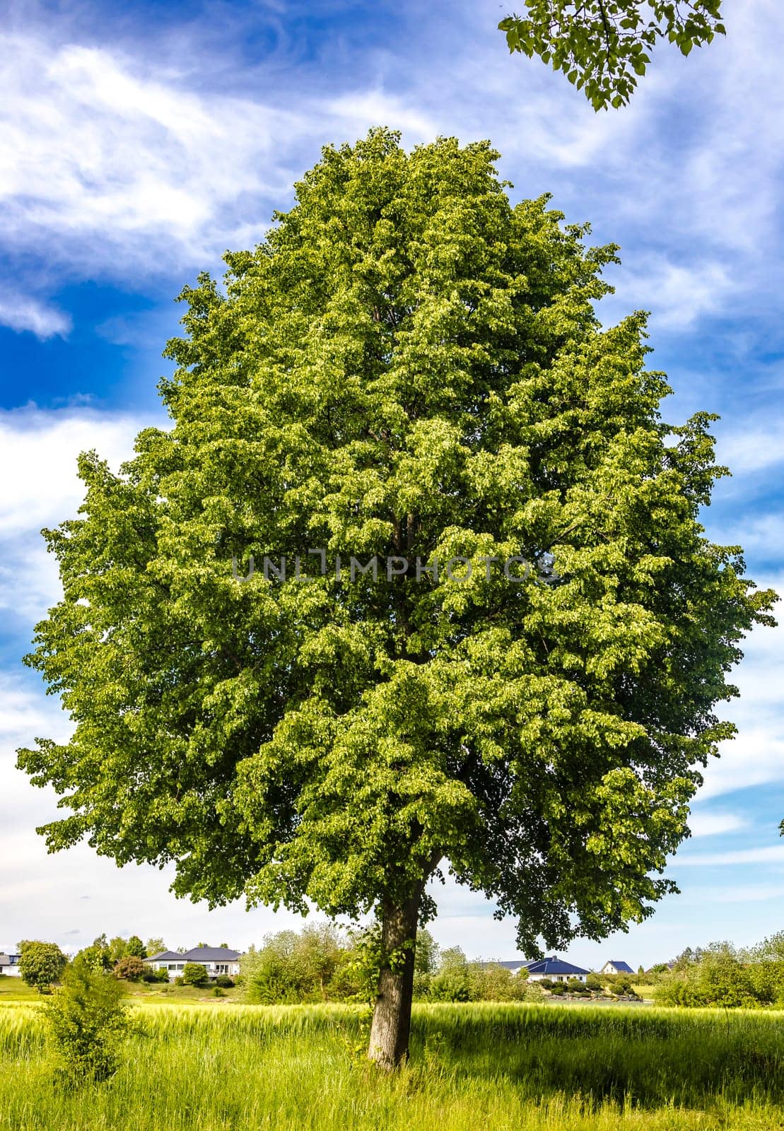 Beatiful Beech with green leaves and blue sky in Summertime