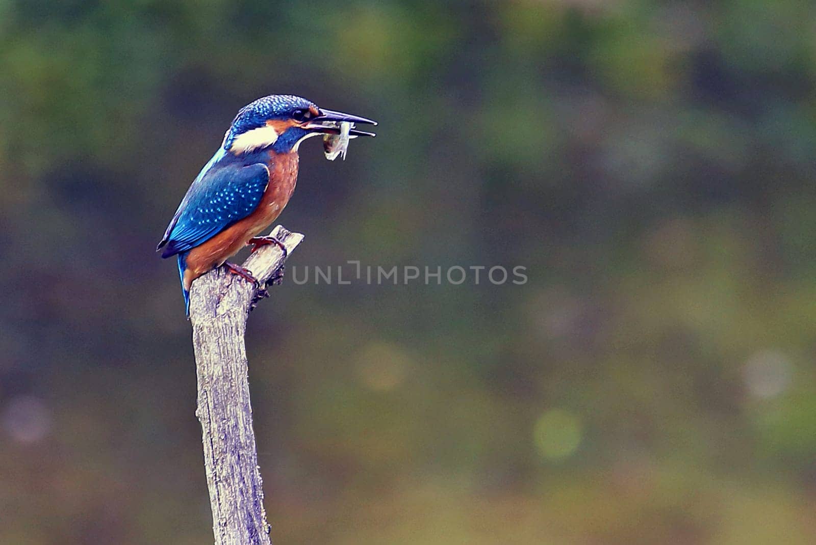 Kingfisher Alcedo atthis with prey