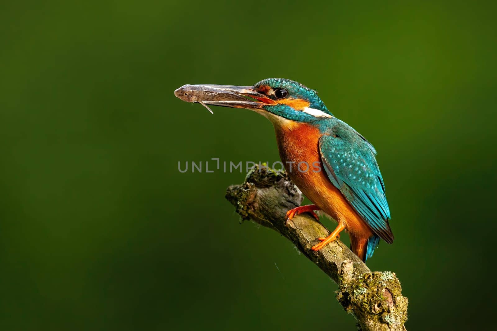 Elegant common kingfisher, alcedo atthis, stretching forward and holding a fish in beak in summer nature at sunrise. Exotic looking wild animal with colorful plumage with copy space.
